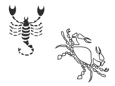 Affinité Scorpion avec Cancer