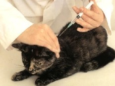 Rappels des vaccinations