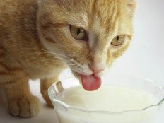 Quel lait donner aux chatons?