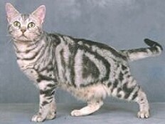 Race : American Shorthair