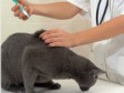 Quand vacciner votre chat?