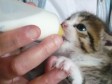 Alimentation d'un chaton au biberon