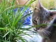 L'herbe à chat